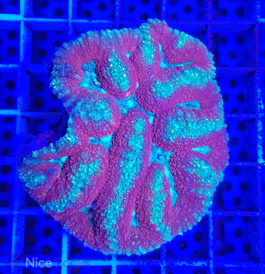 Symphyllia