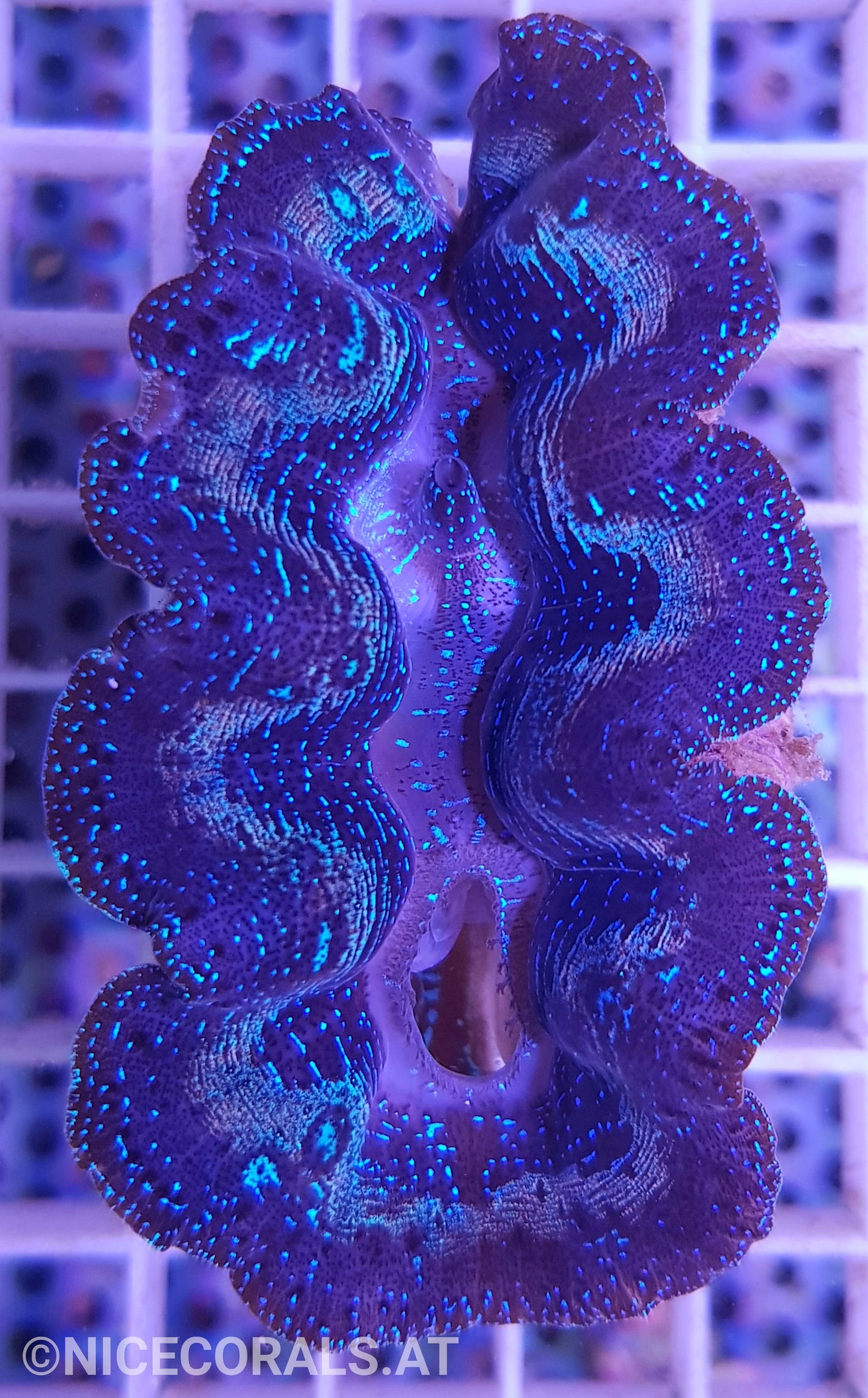 Tridacna crocea 6cm