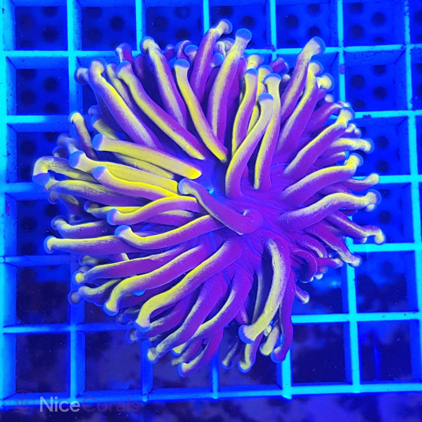 Euphyllia Gold Torch