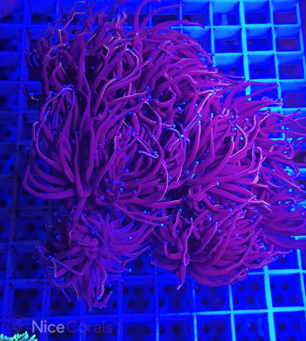 Euphyllia torch