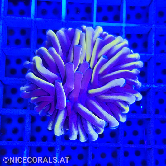 Euphyllia cristata gold