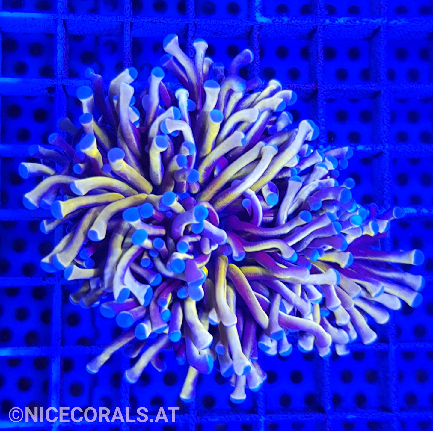 Euphyllia Cristata Gold 1 Big Head