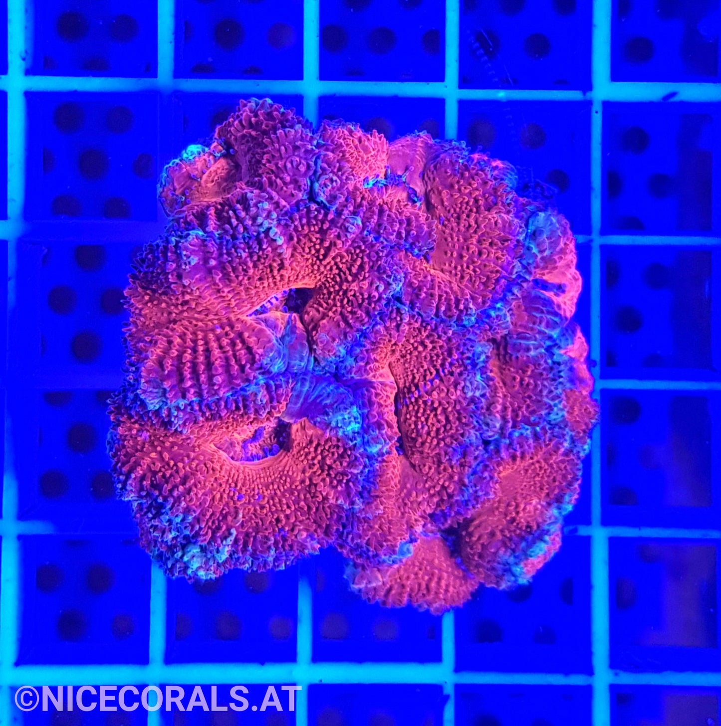 Acanthastrea