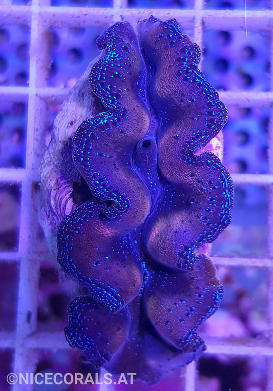 Tridacna crocea 5cm