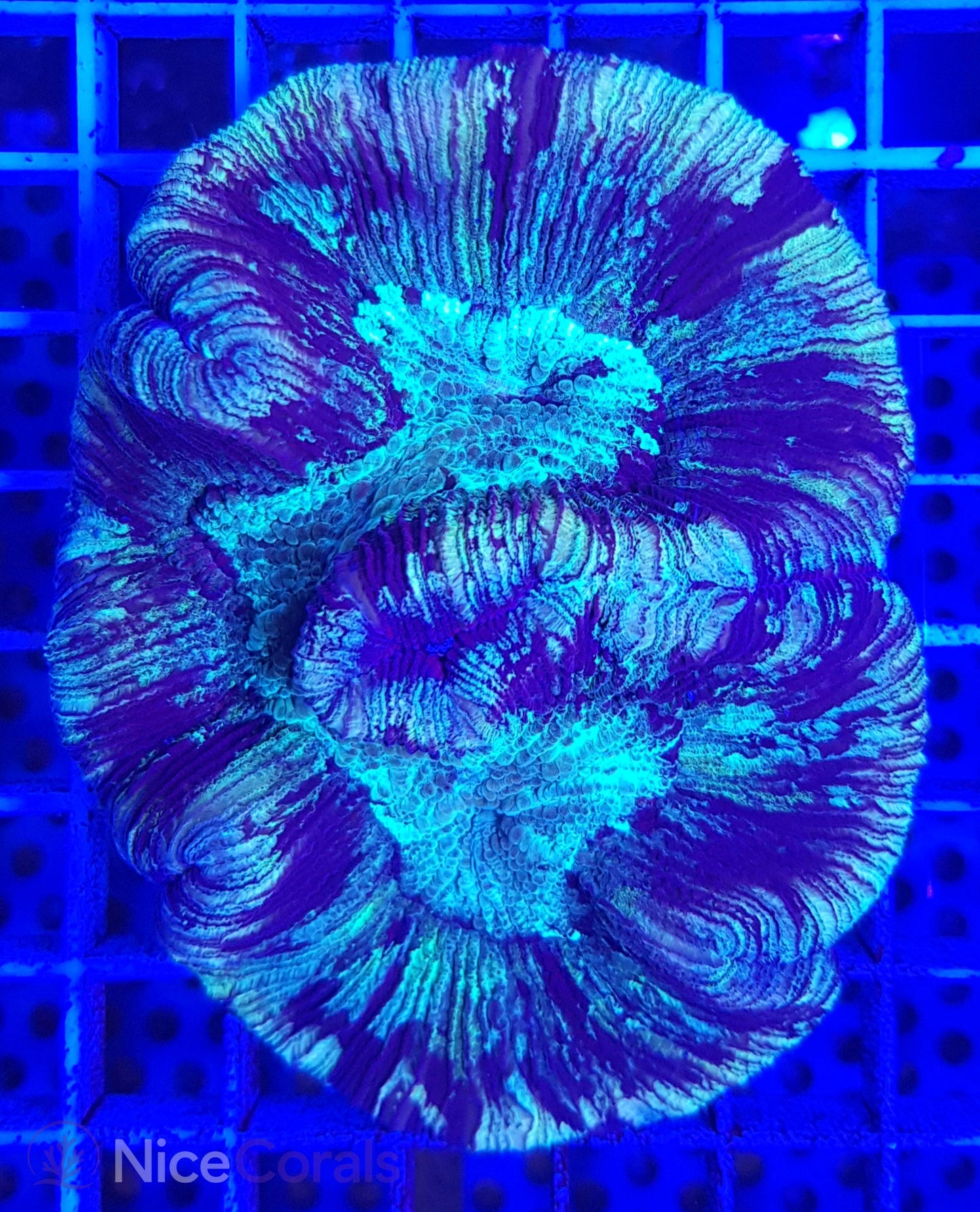 Trachyphyllia