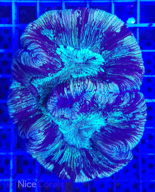 Trachyphyllia