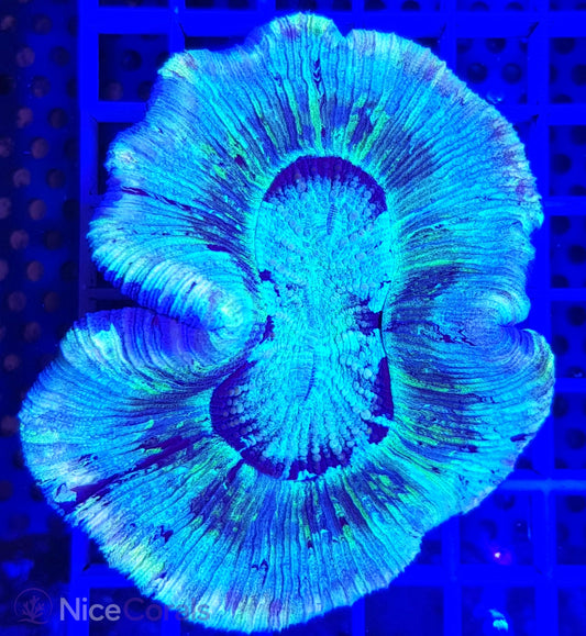 Trachyphyllia
