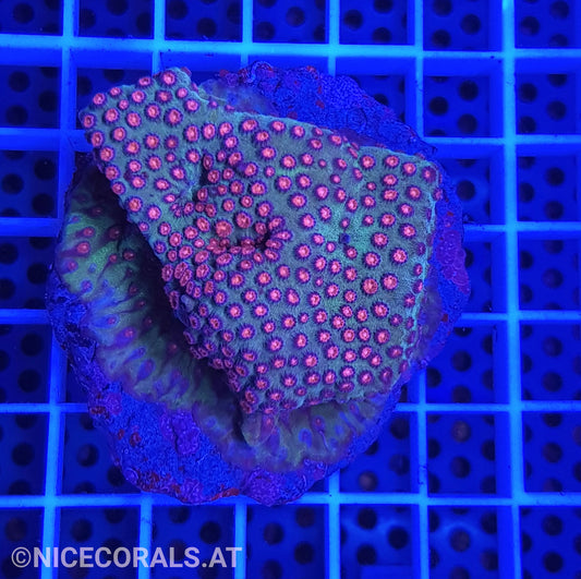 Cyphastrea