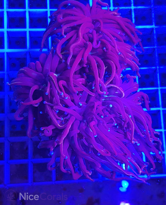 Euphyllia torch