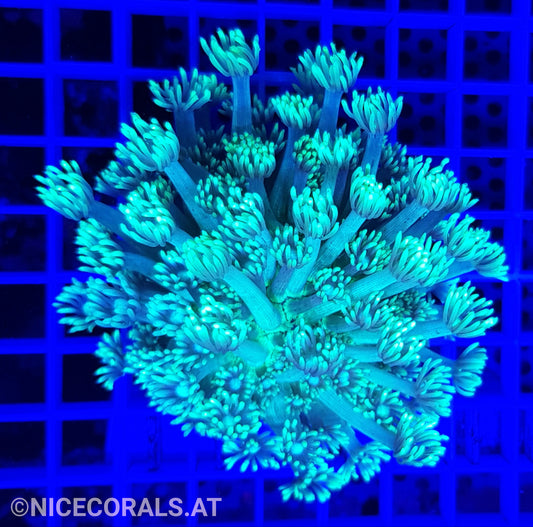 Goniopora