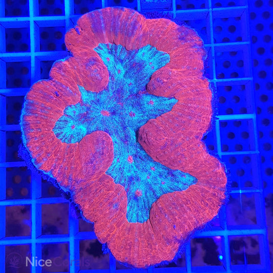 Symphyllia