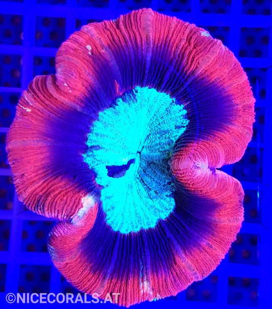 Trachyphyllia