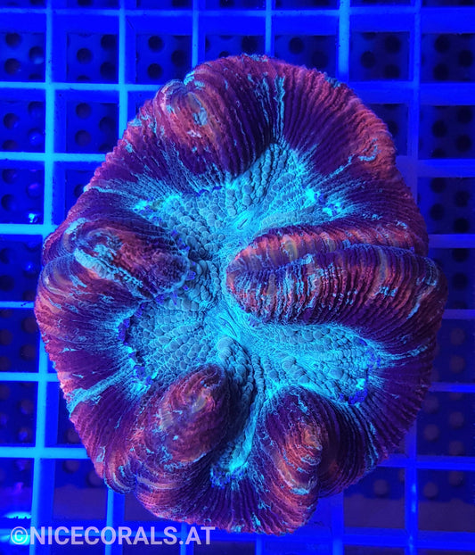 Trachyphyllia