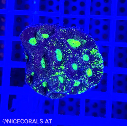 Goniastrea