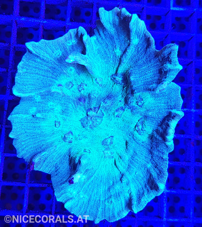 Pectinia