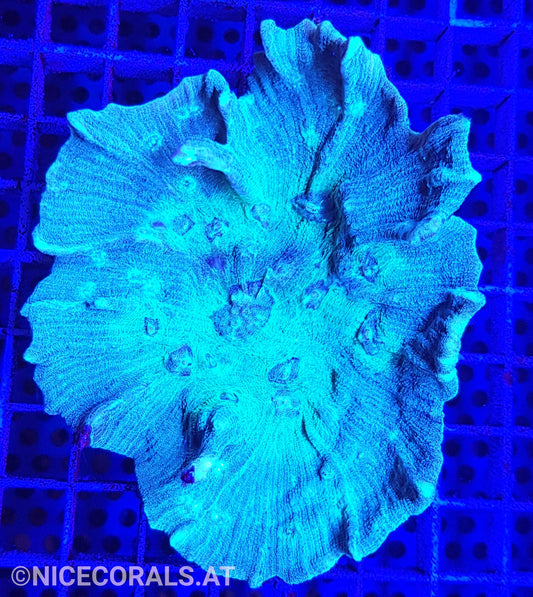 Pectinia
