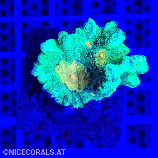 Pectinia Space Invader