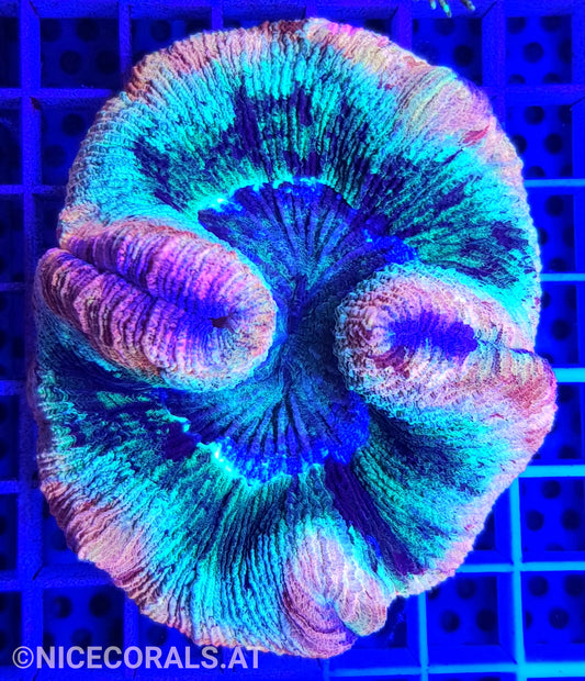 Trachyphyllia Rainbow