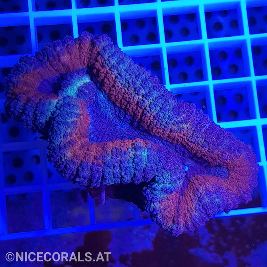 Lobophyllia
