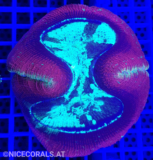 Trachyphyllia