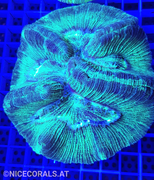 Trachyphyllia