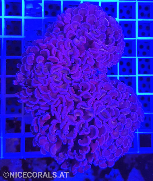 Euphyllia Ancora