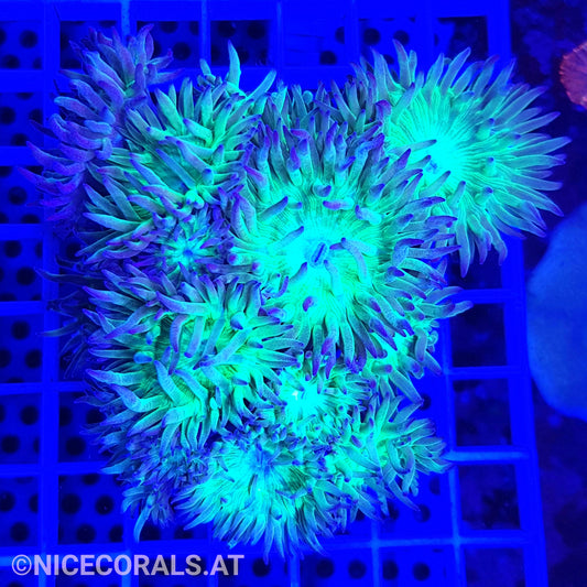 Duncanopsammia