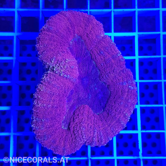 Lobophyllia