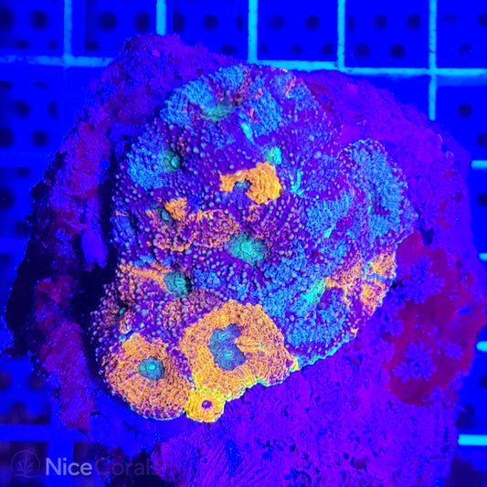 Acanthastrea echinata