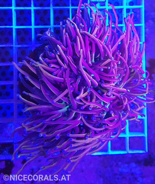 Euphyllia Gold Torch 4 Heads
