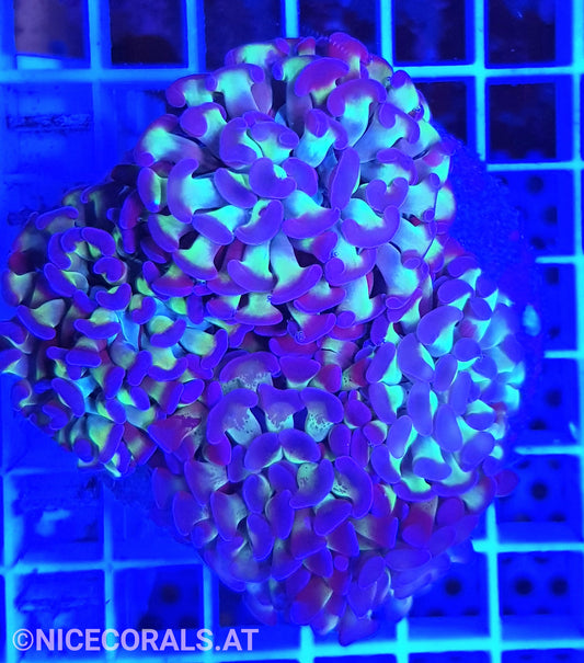 Euphyllia Paraancora 4-5 Heads