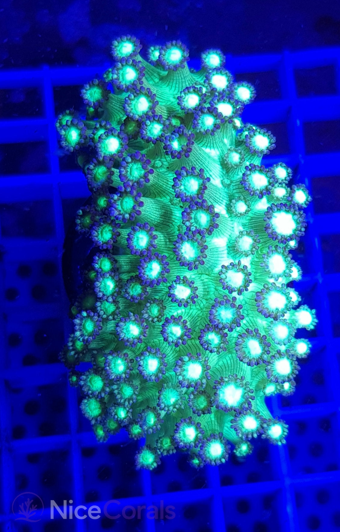 Goniopora