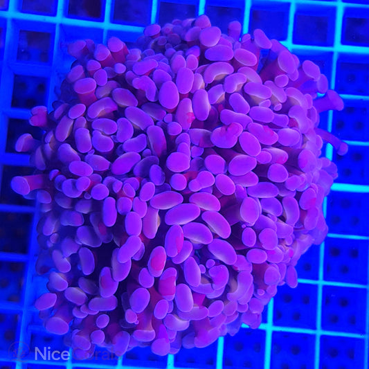 Euphyllia paraancora