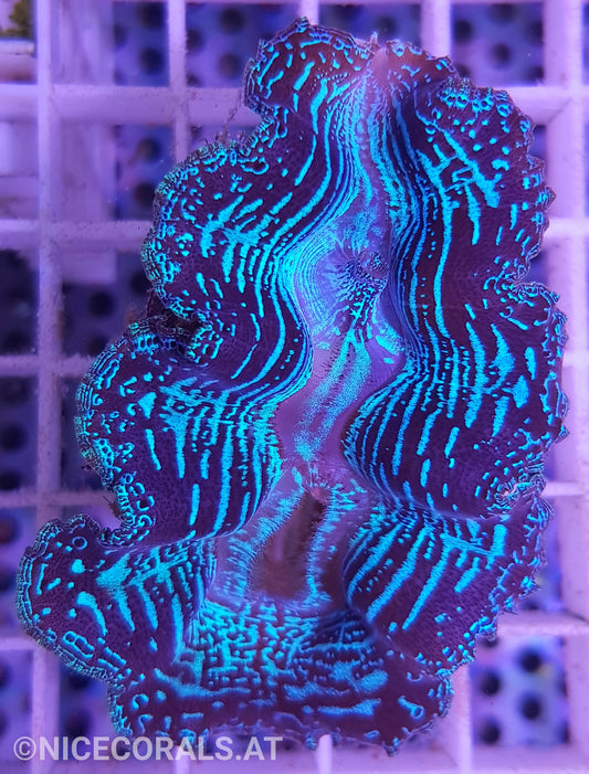 Tridacna crocea 6cm