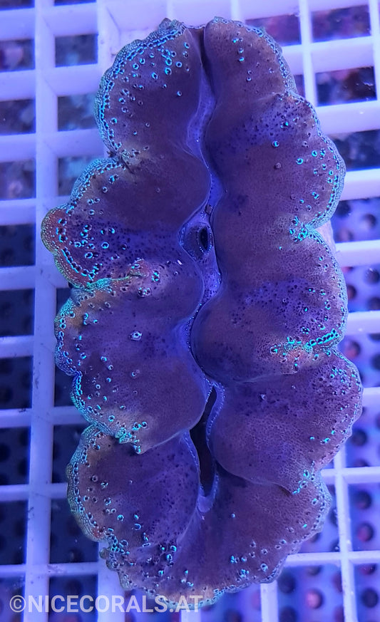 Tridacna crocea 8cm