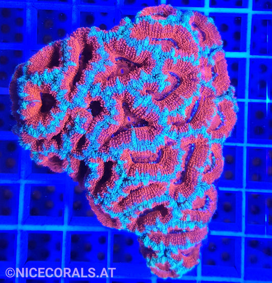 Acanthastrea
