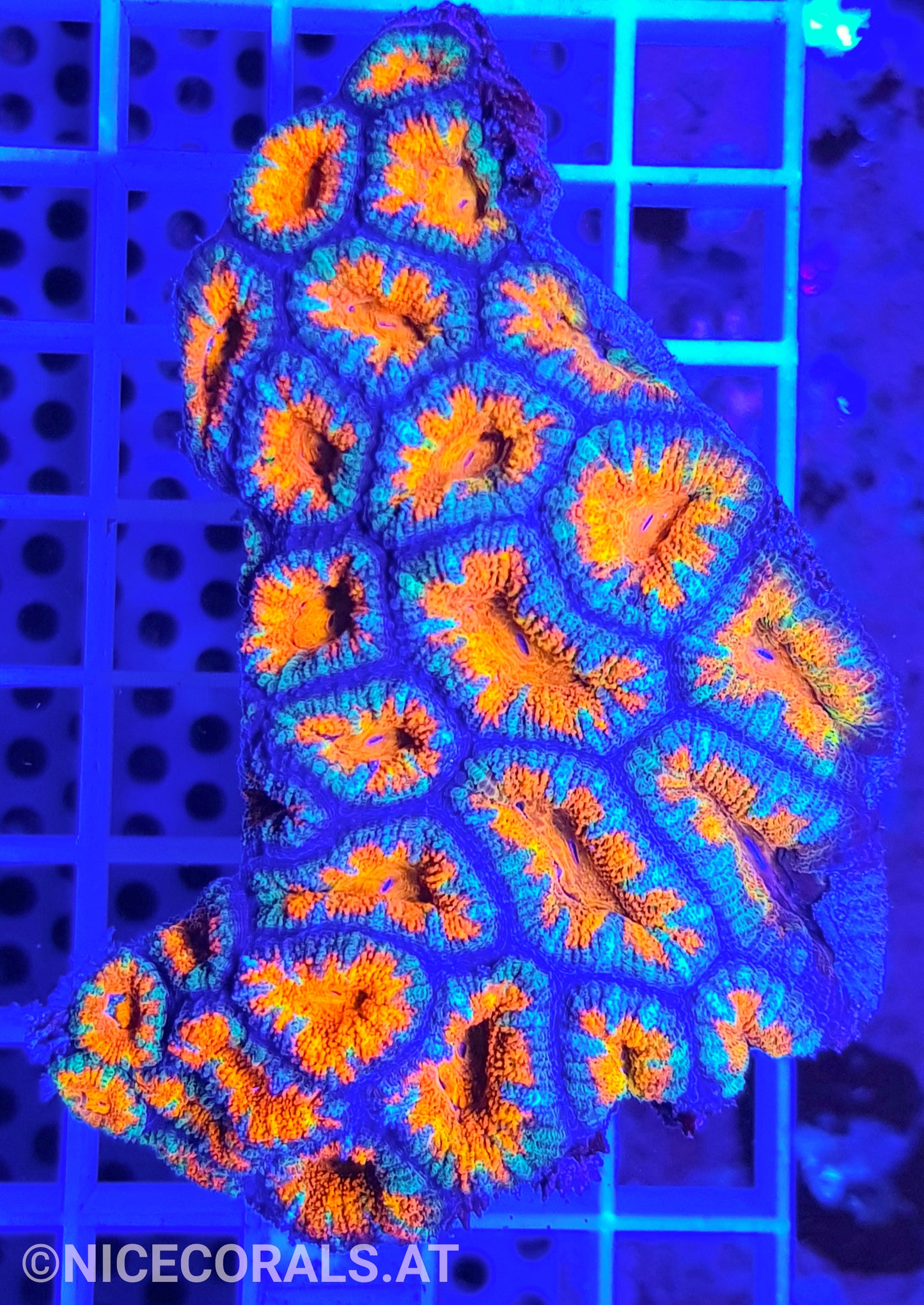 Acanthastrea Ultra