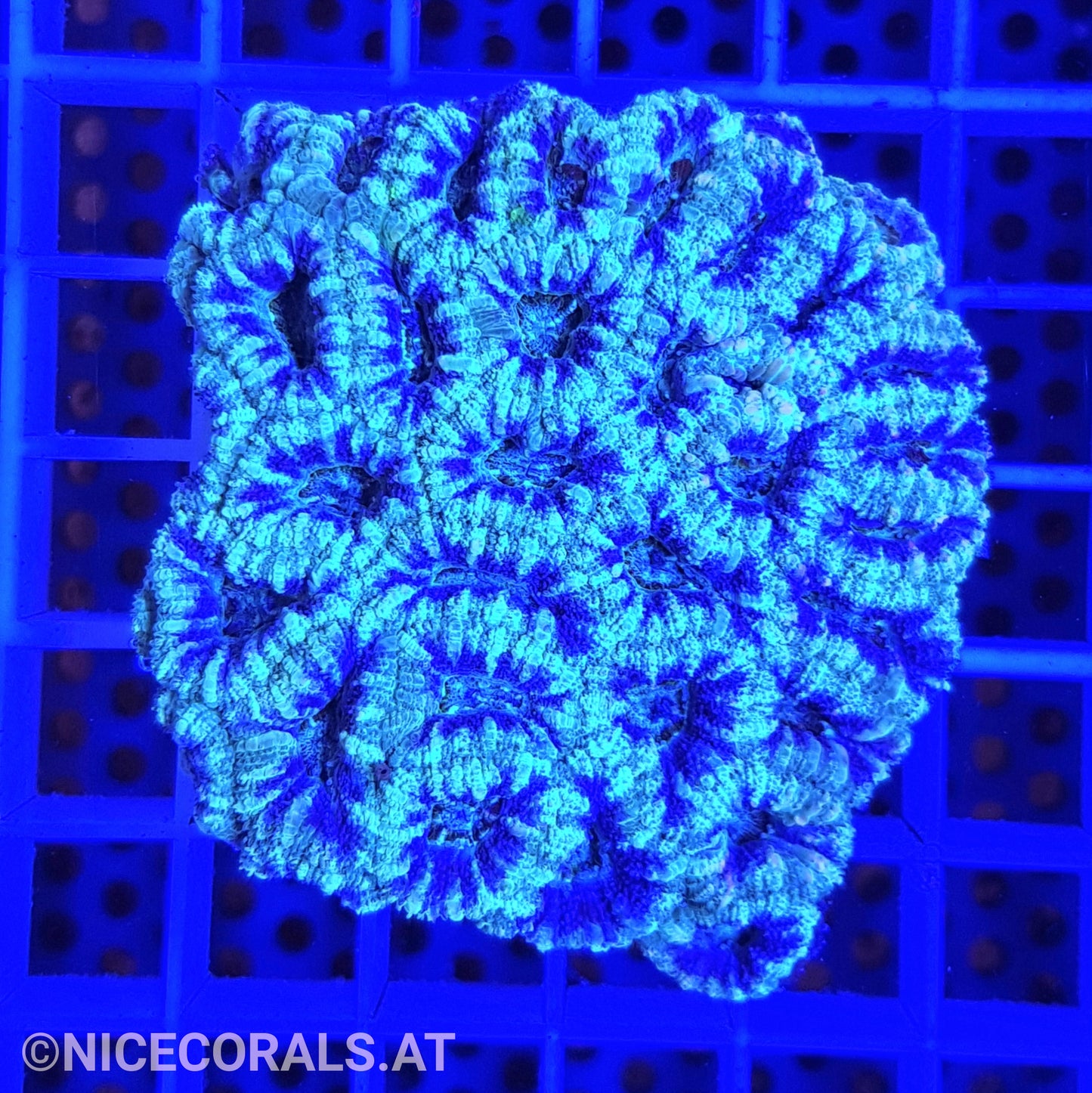 Acanthastrea