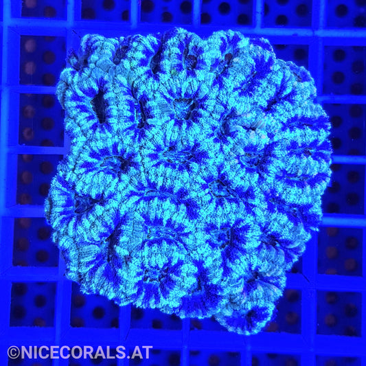 Acanthastrea