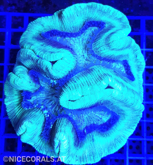 Trachyphyllia