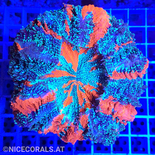 Cynarina SP. Acanthophyllia