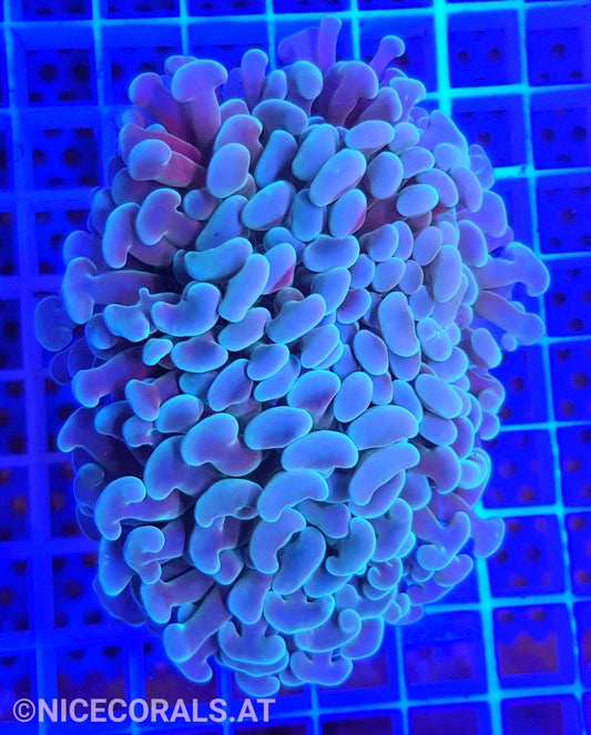 Euphyllia ancora