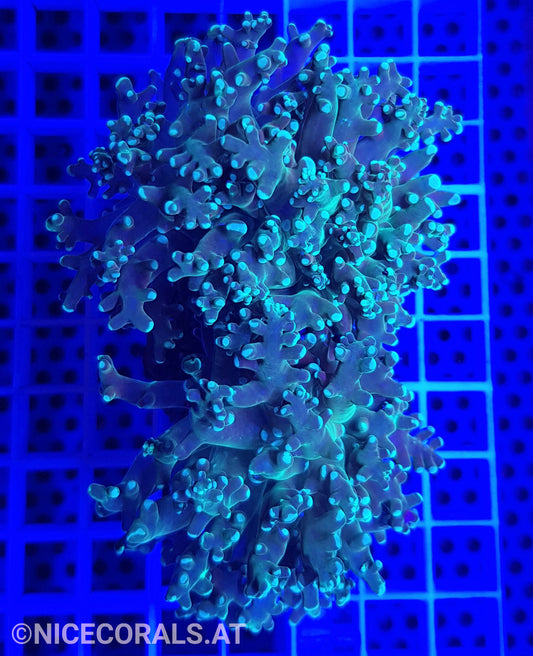 Euphyllia Paradivisa