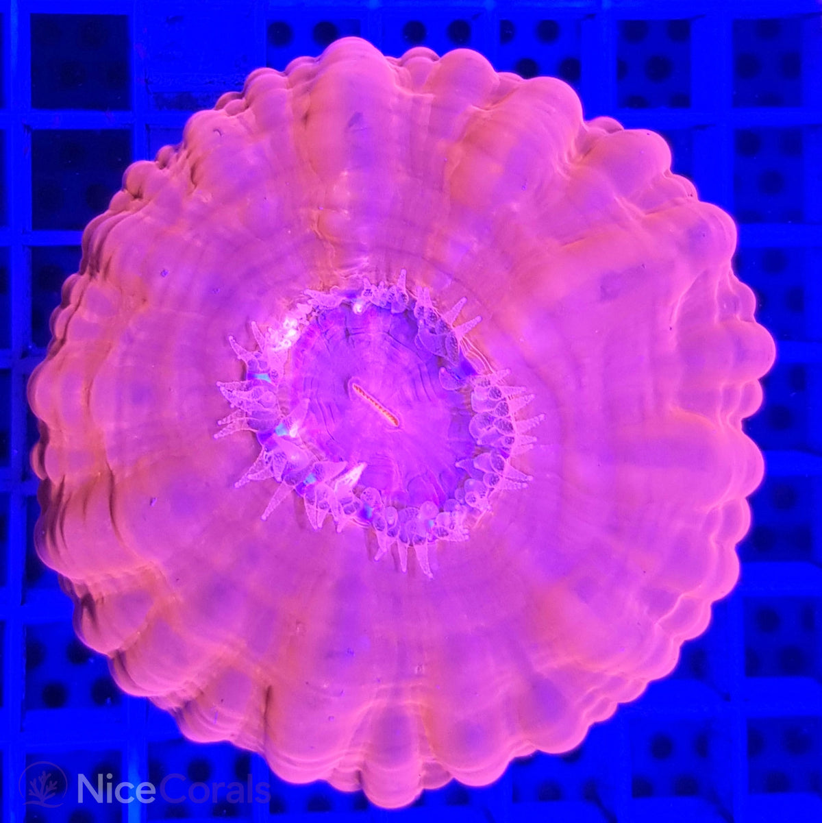 Cynarina
