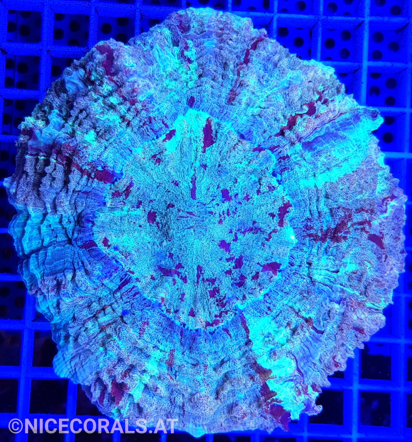 Cynarina SP. Acanthophyllia