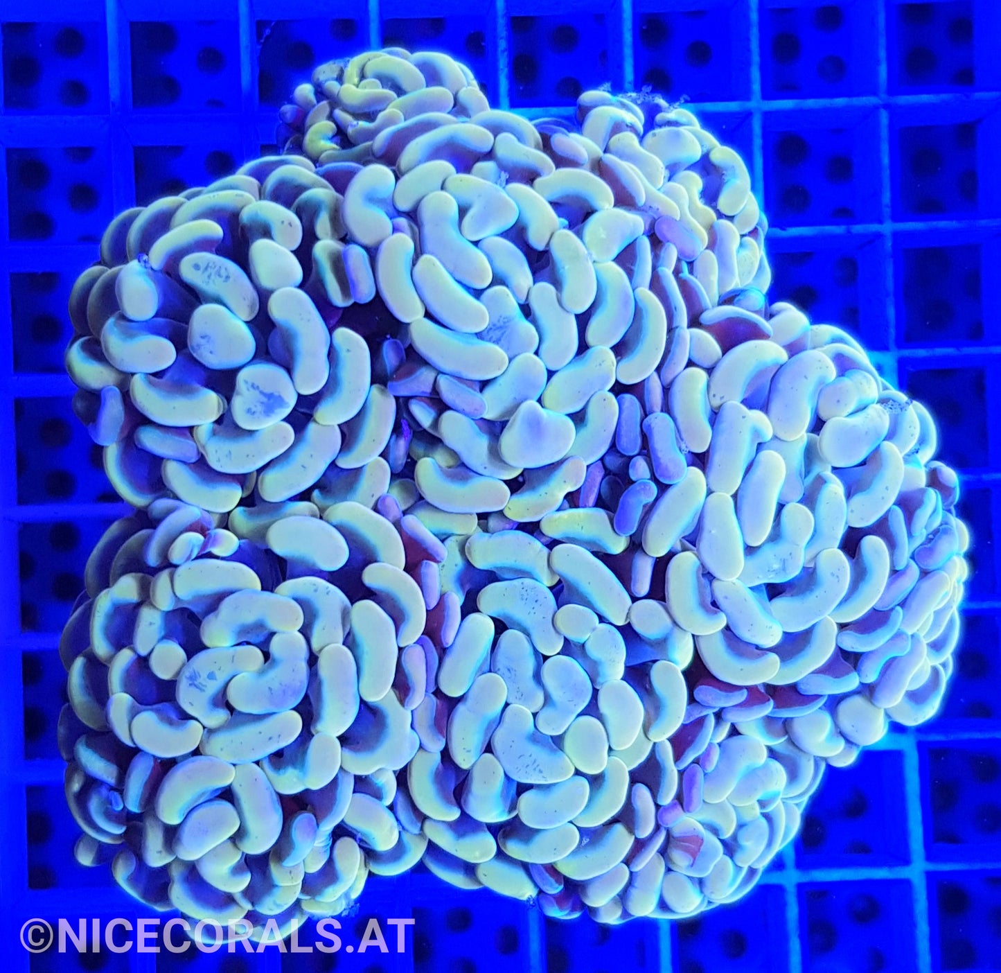 Euphyllia Paraancora Golden Nugget 6 Heads
