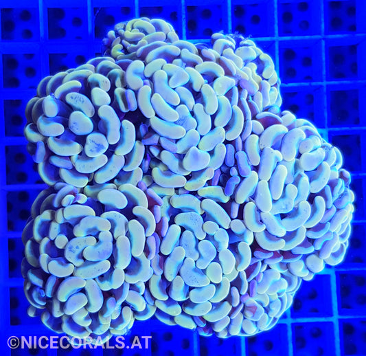Euphyllia Paraancora Golden Nugget 6 Heads
