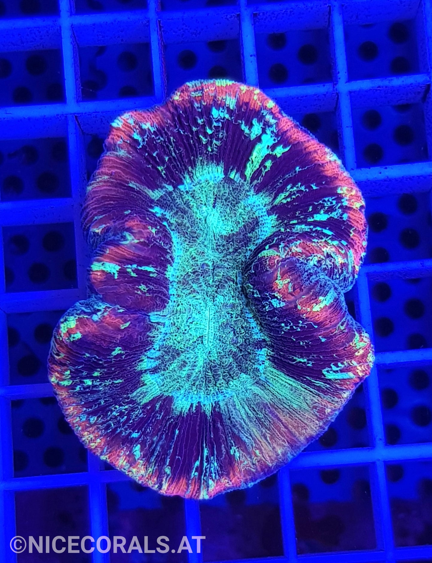 Trachyphyllia
