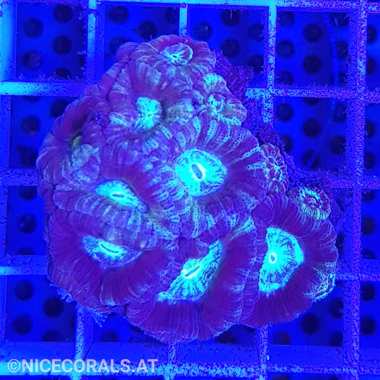 Acanthastrea