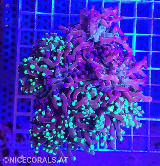 Euphyllia Paradivisa 4-5 Heads